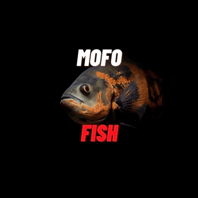 Avatar for High End Fish Keeping