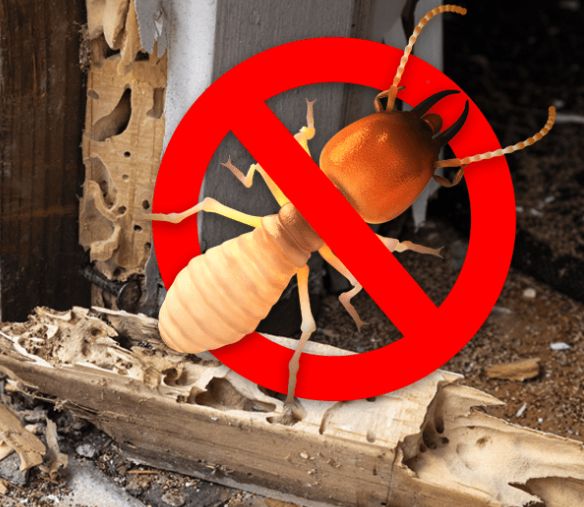 Termite Control
