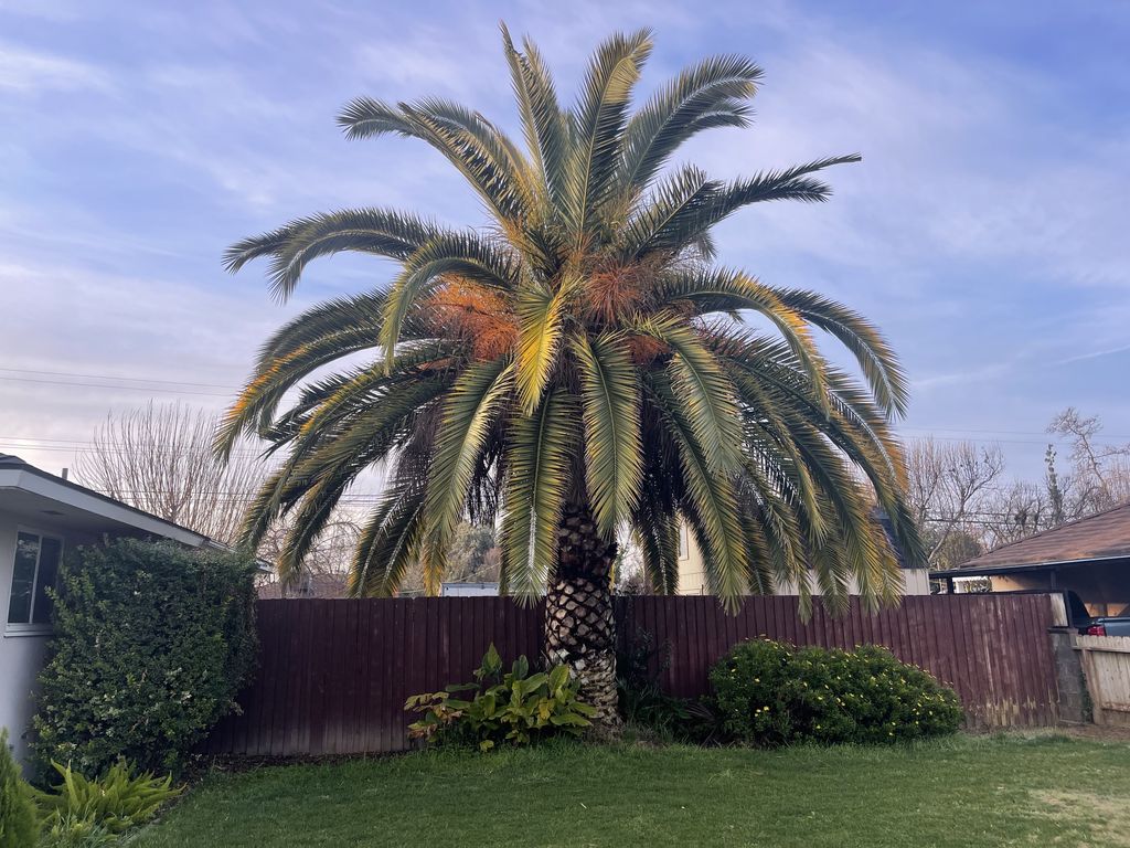 Before photo of a palm tree removal.