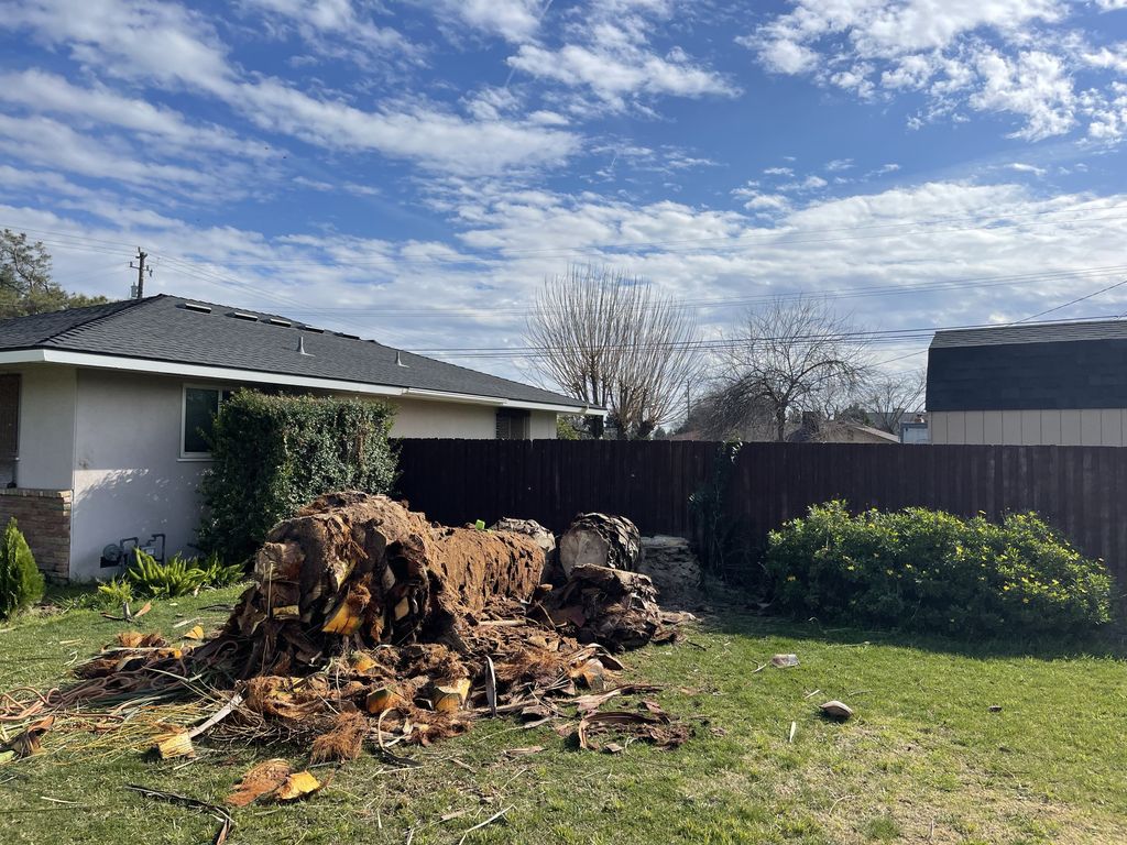 after photo of a palm tree removal.