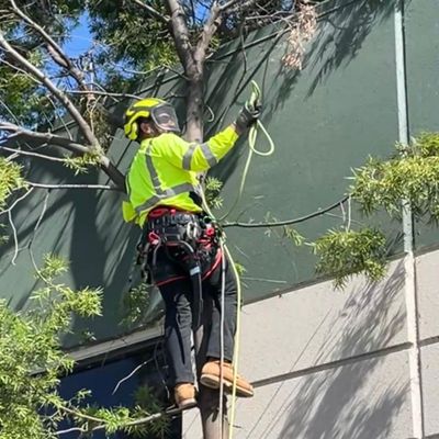 Avatar for NewVista Tree Service