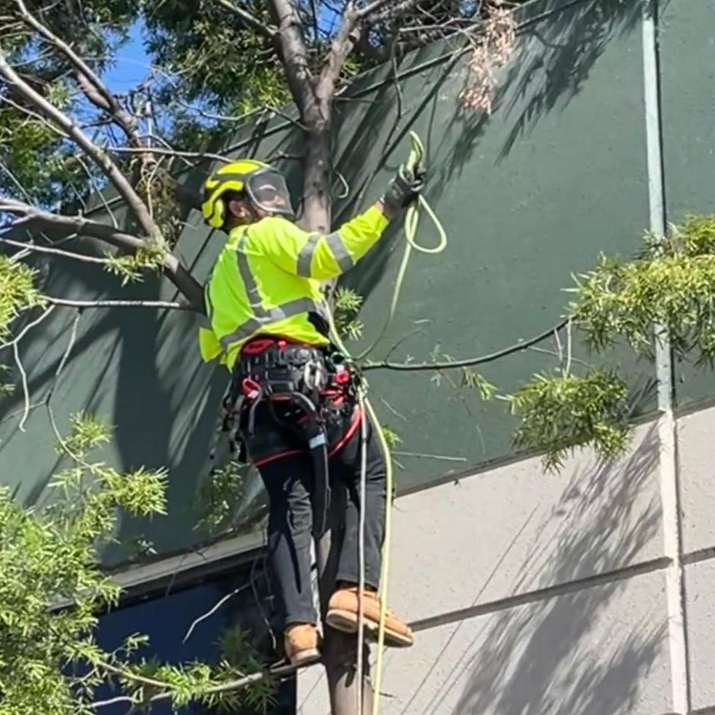 NewVista Tree Service