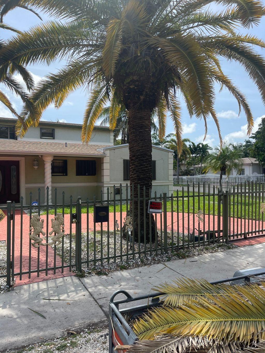 Trimmed dead palm branches