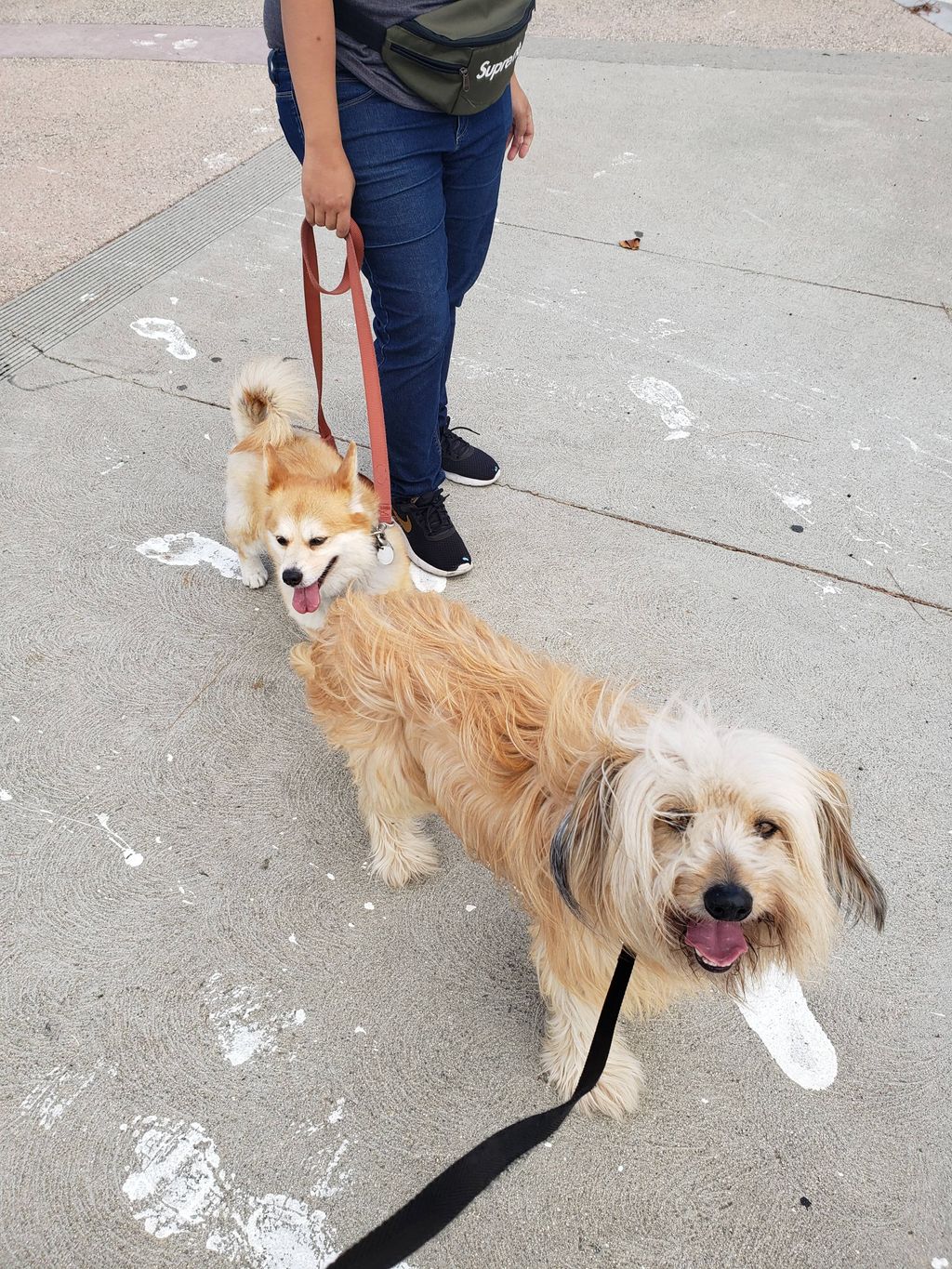 We taught Layla (Corgi Mix) to socialize and walk 