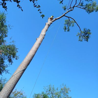 Avatar for Max Reyes Tree service