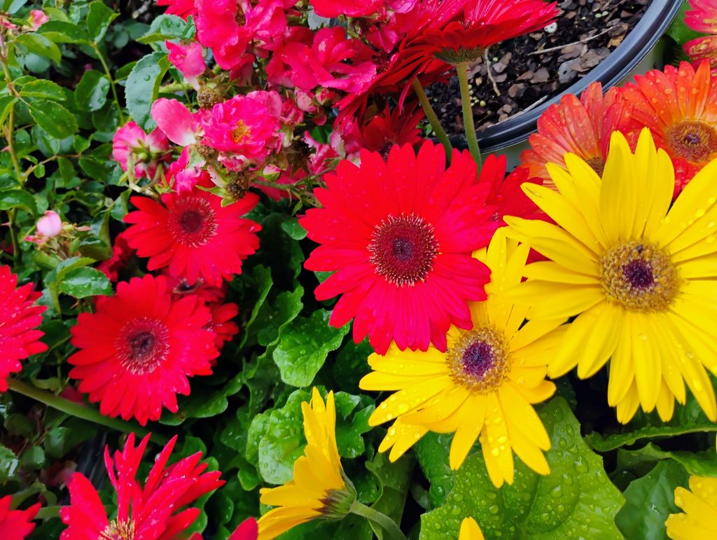 C3 Pro Landscaping Llc