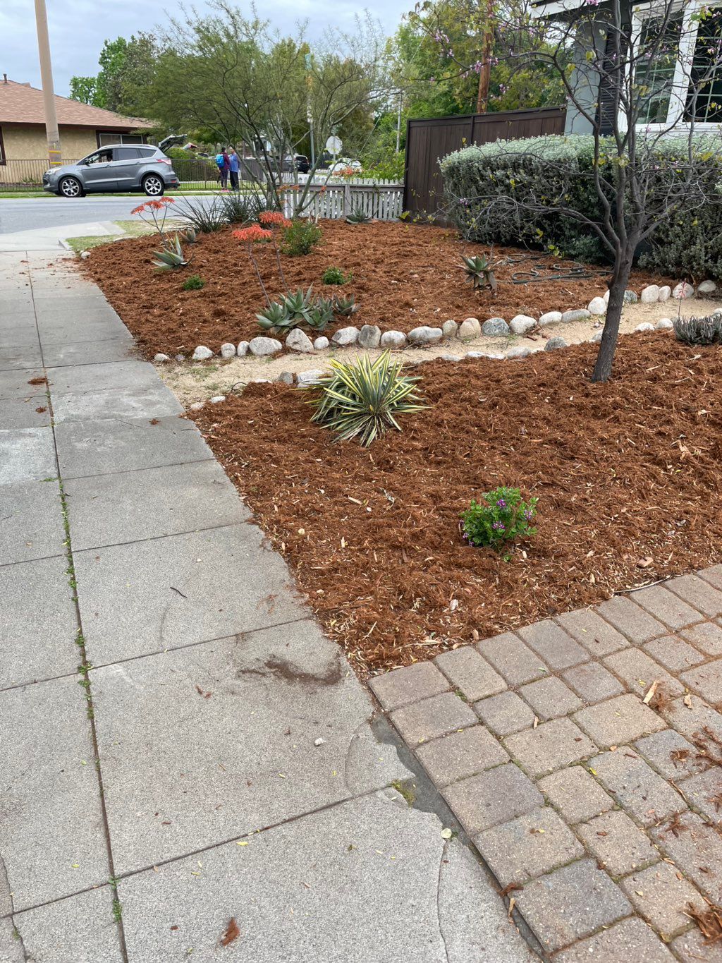 New gorilla hair mulch with cactus plants 