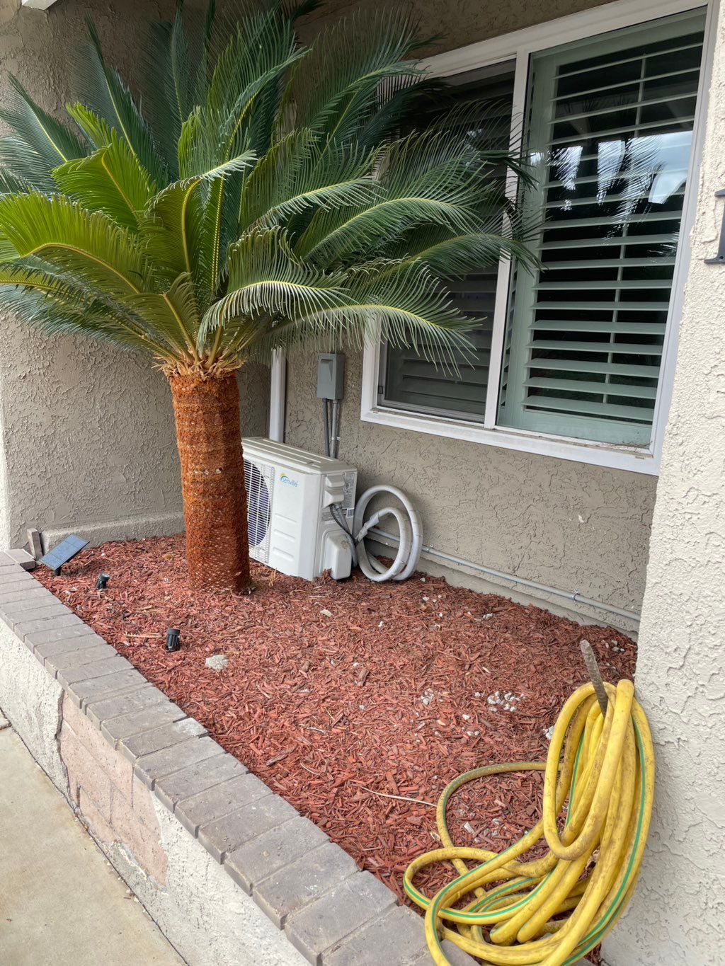 Shave palms trunk for a cleaner look 