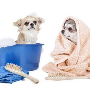Rub A Dub Doggy!