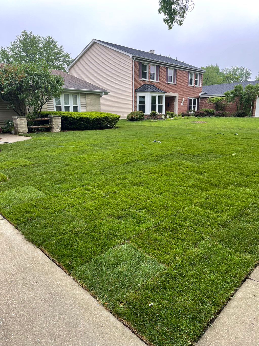 Lawn replacement with sod 
