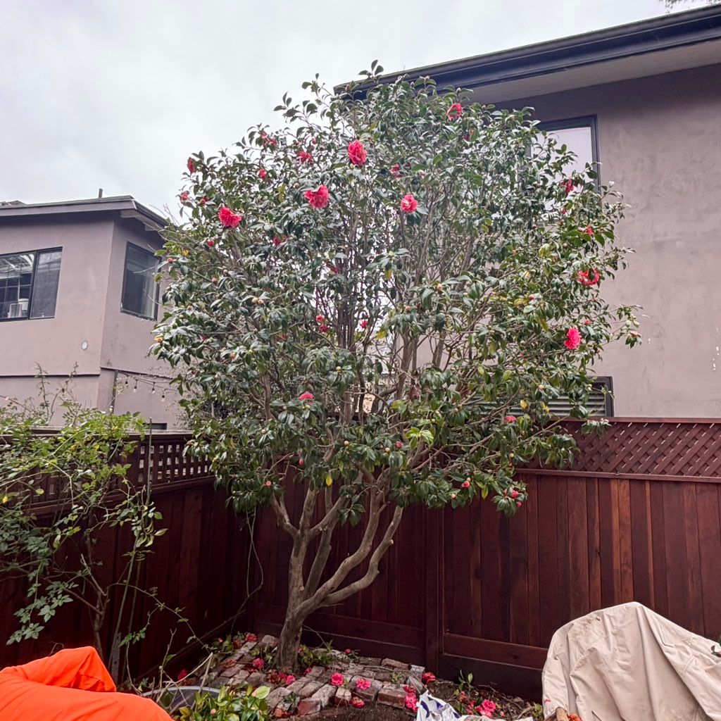 Sam’s Tree Services
