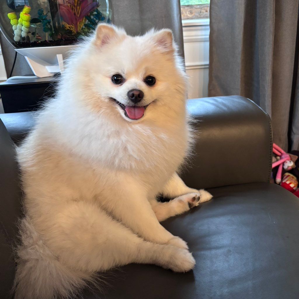 Chrissy's pawpals