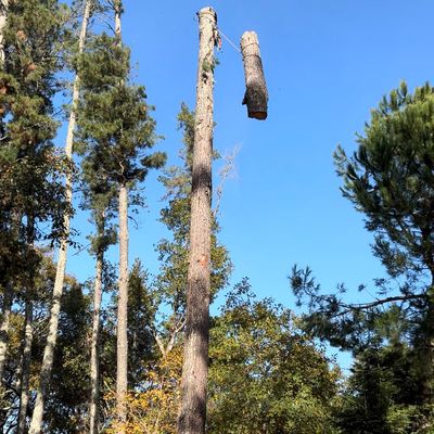 Avatar for Rivera’s trees service.