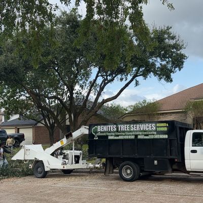 Avatar for Benites Tree Services
