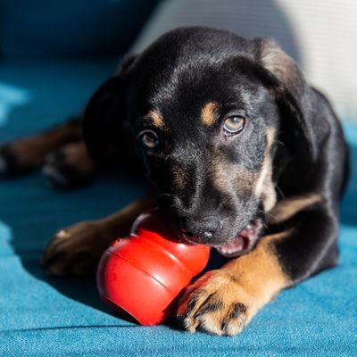 Avatar for Twin Peaks Pet Care