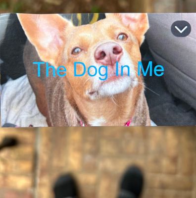 Avatar for The Dog In Me Services