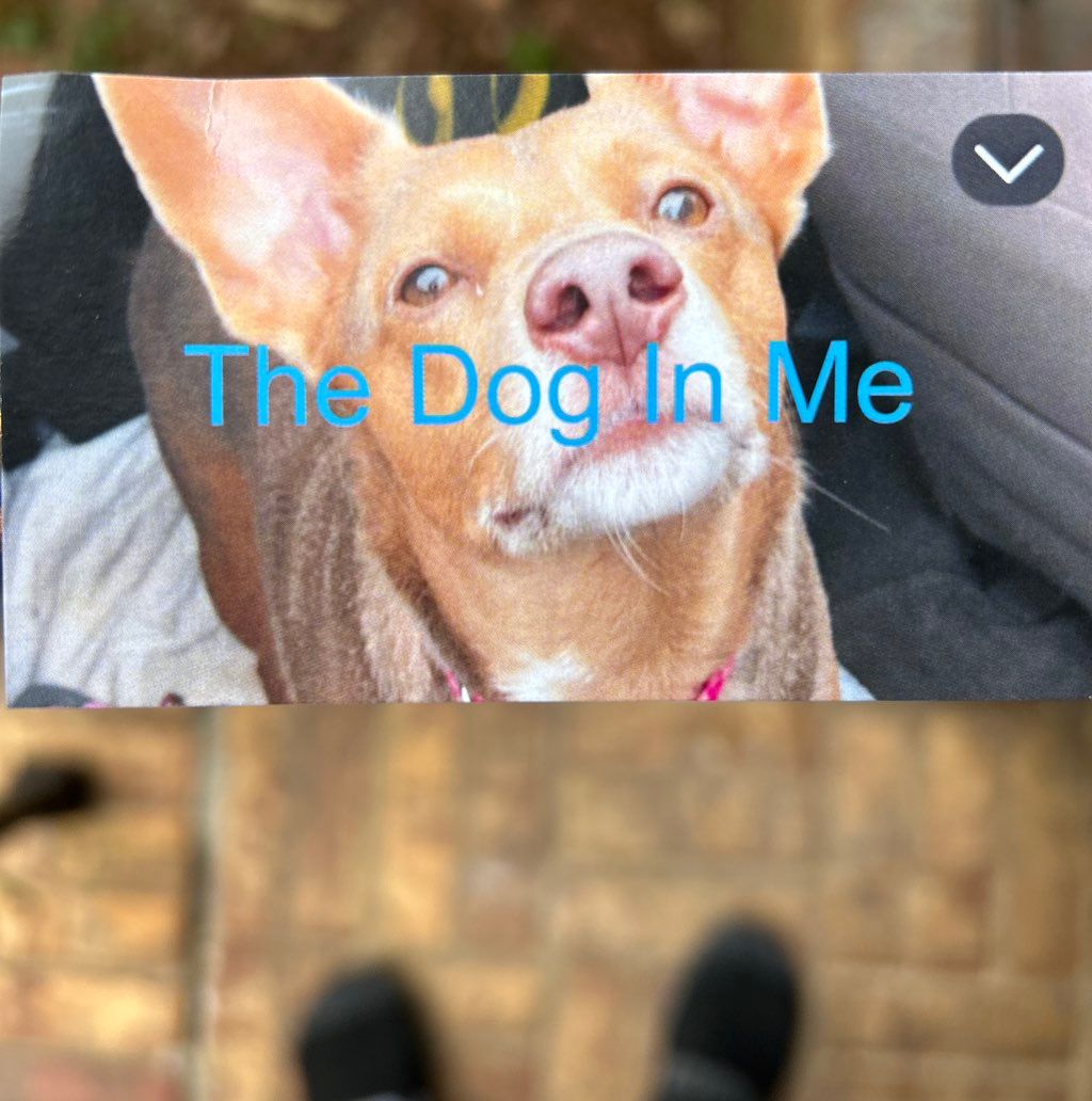 The Dog In Me Services