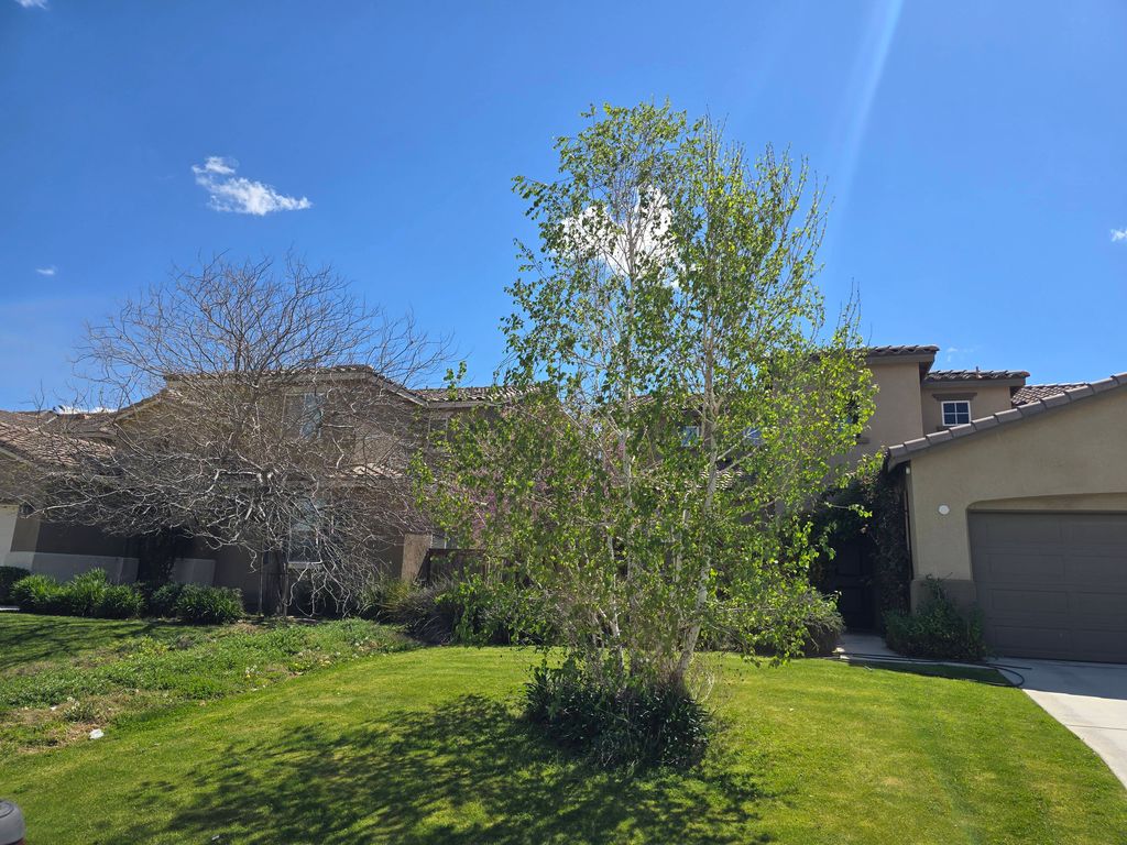 Tree Planted in 2019.