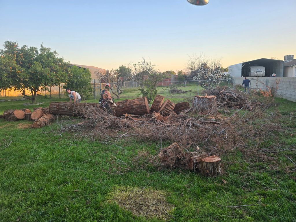 Dead Pine Tree Removal