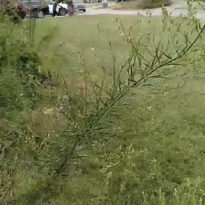 Done Right Mowing