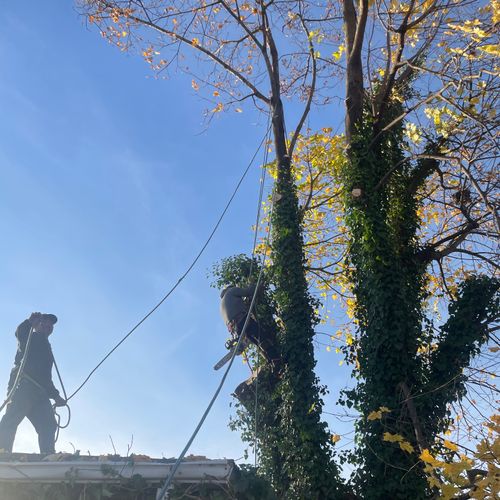 The Rodas Tree Service