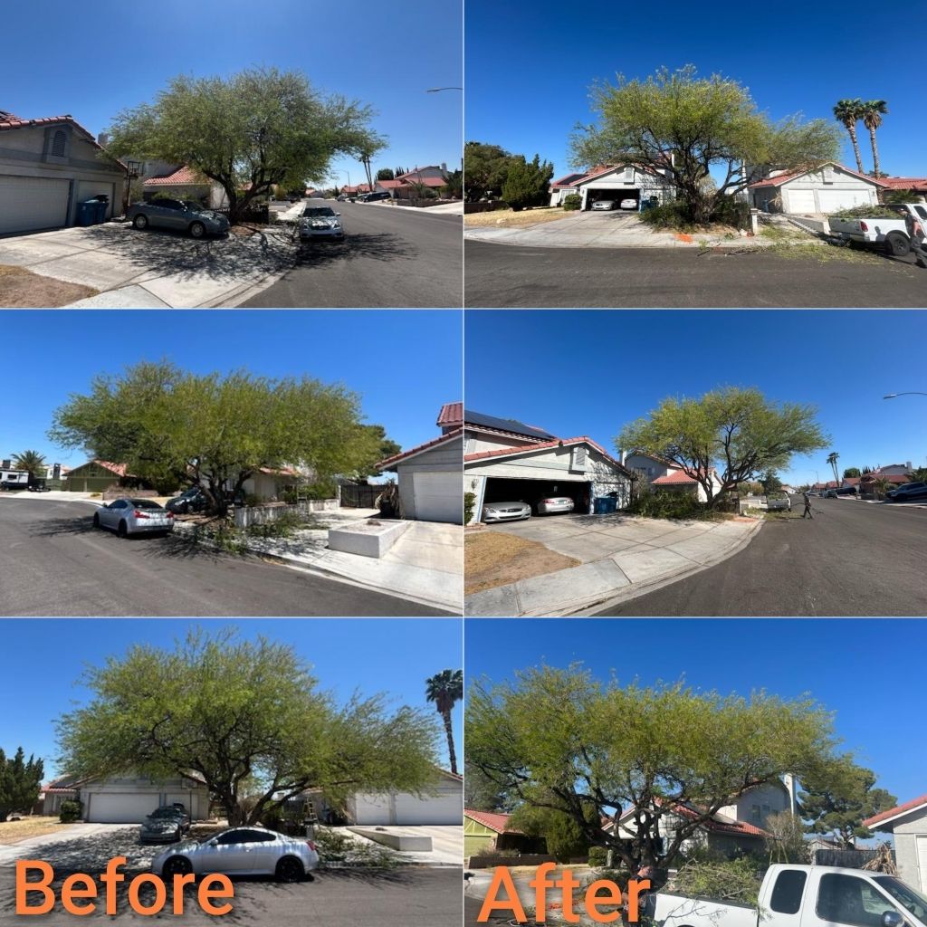 Before & After Tree Trimming 