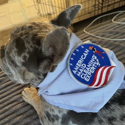 Avatar for American Maid Cleaning Experts