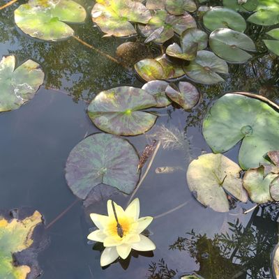 Avatar for Lumen's Gardening and Maintenance