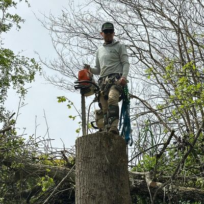 Avatar for Josken tree Expert