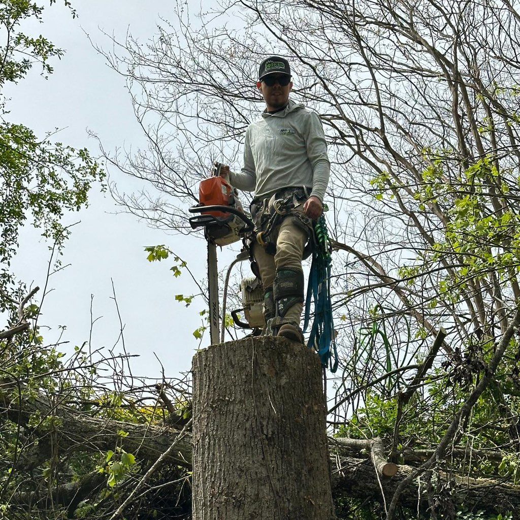 Josken tree Expert