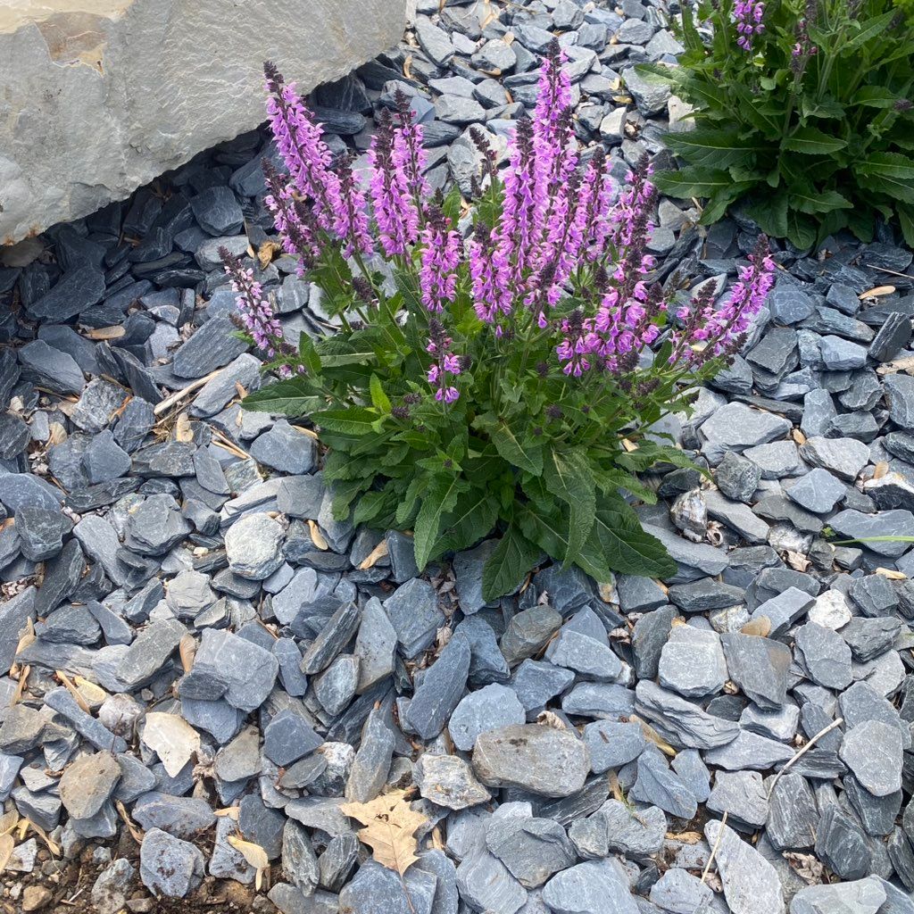 A-d landscaper