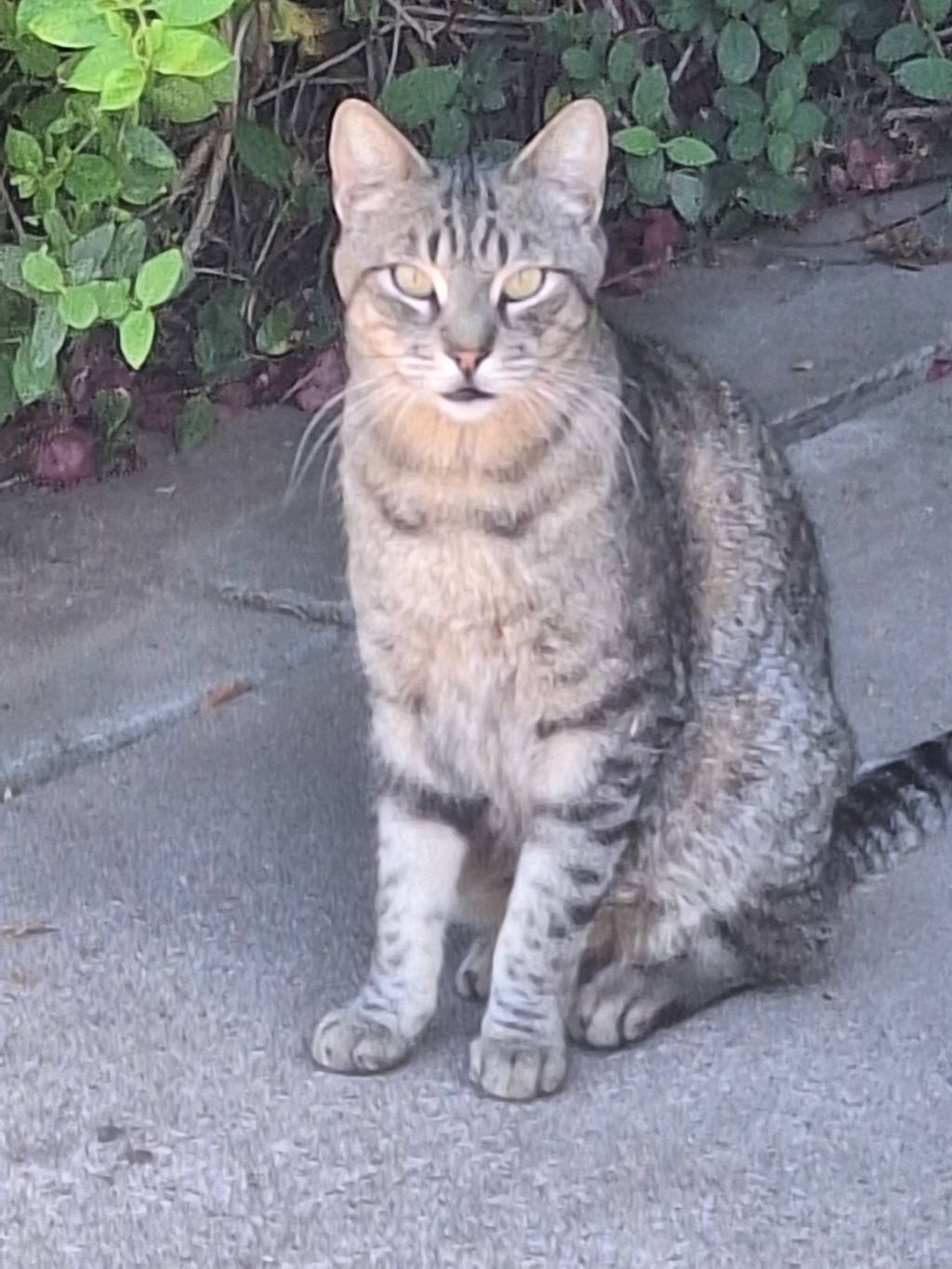 buddy on the patio