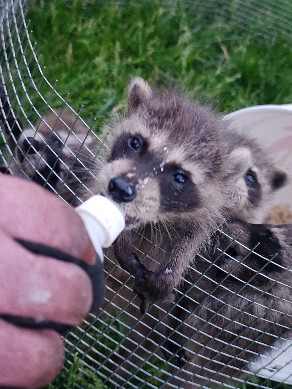 Baby critters can be a part of the removal process