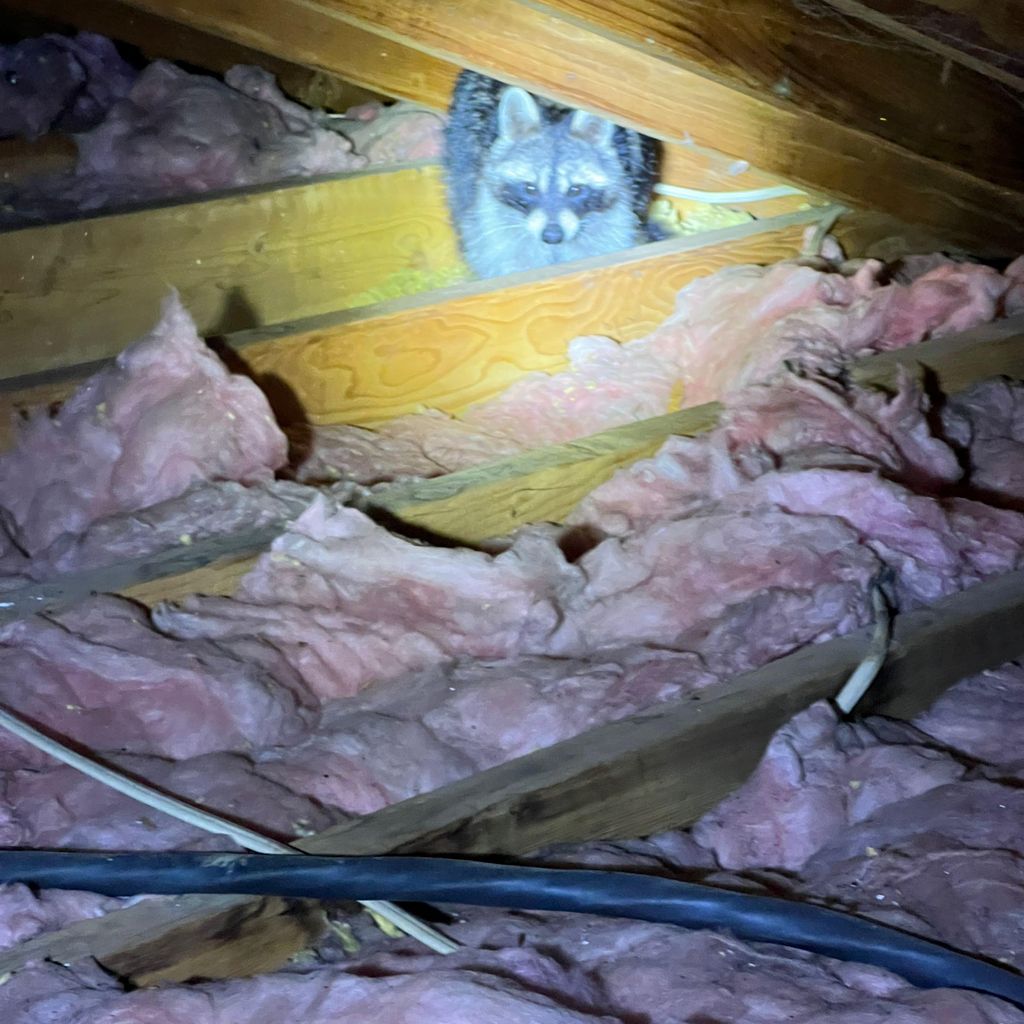Corbins nuisance wildlife control