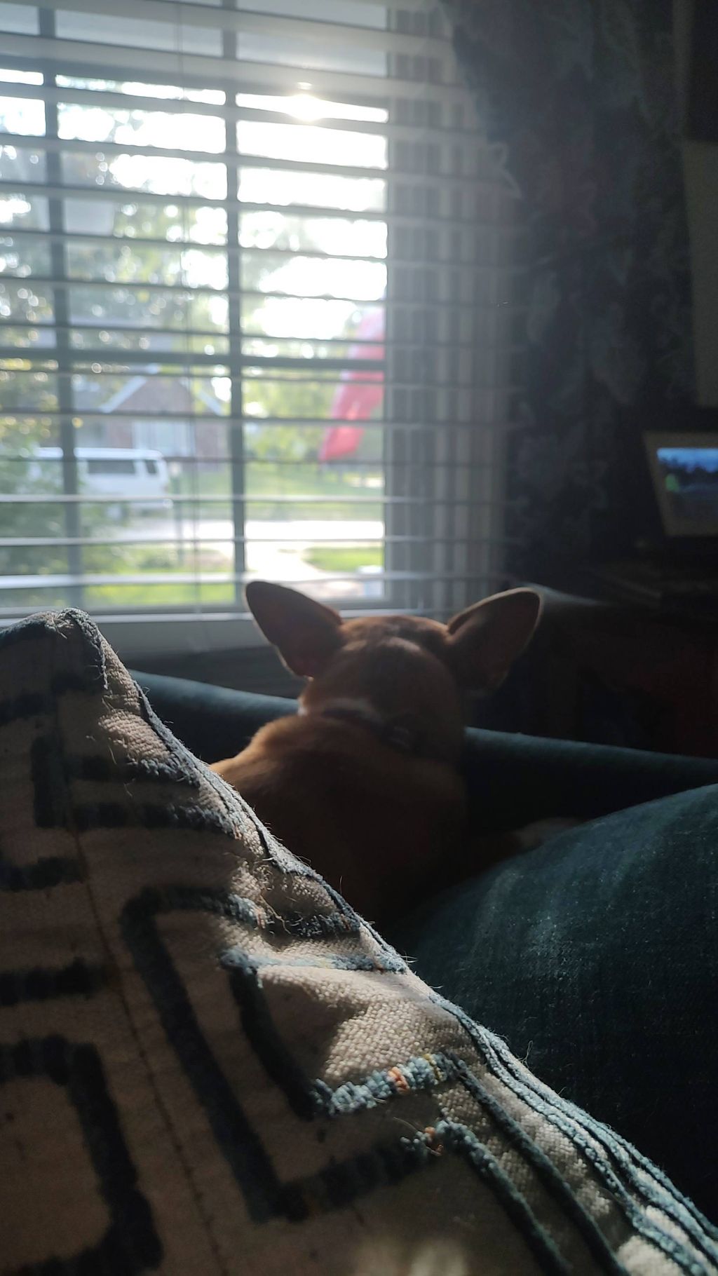 Penny patiently waiting for mom to return after a 