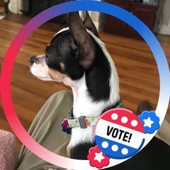 pro avatar