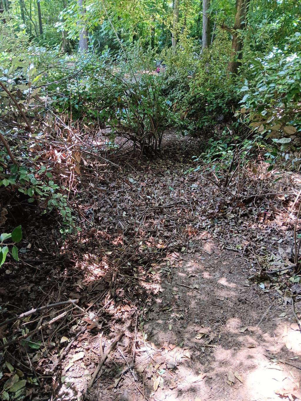 landscape and debris removal 