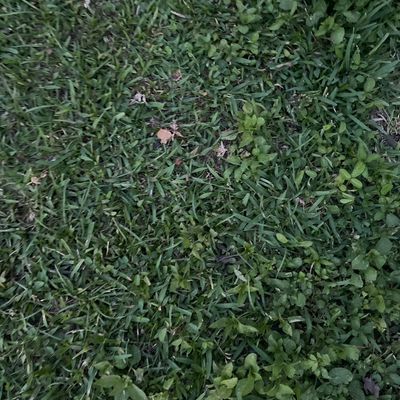 Avatar for Franceschi Lawn Service
