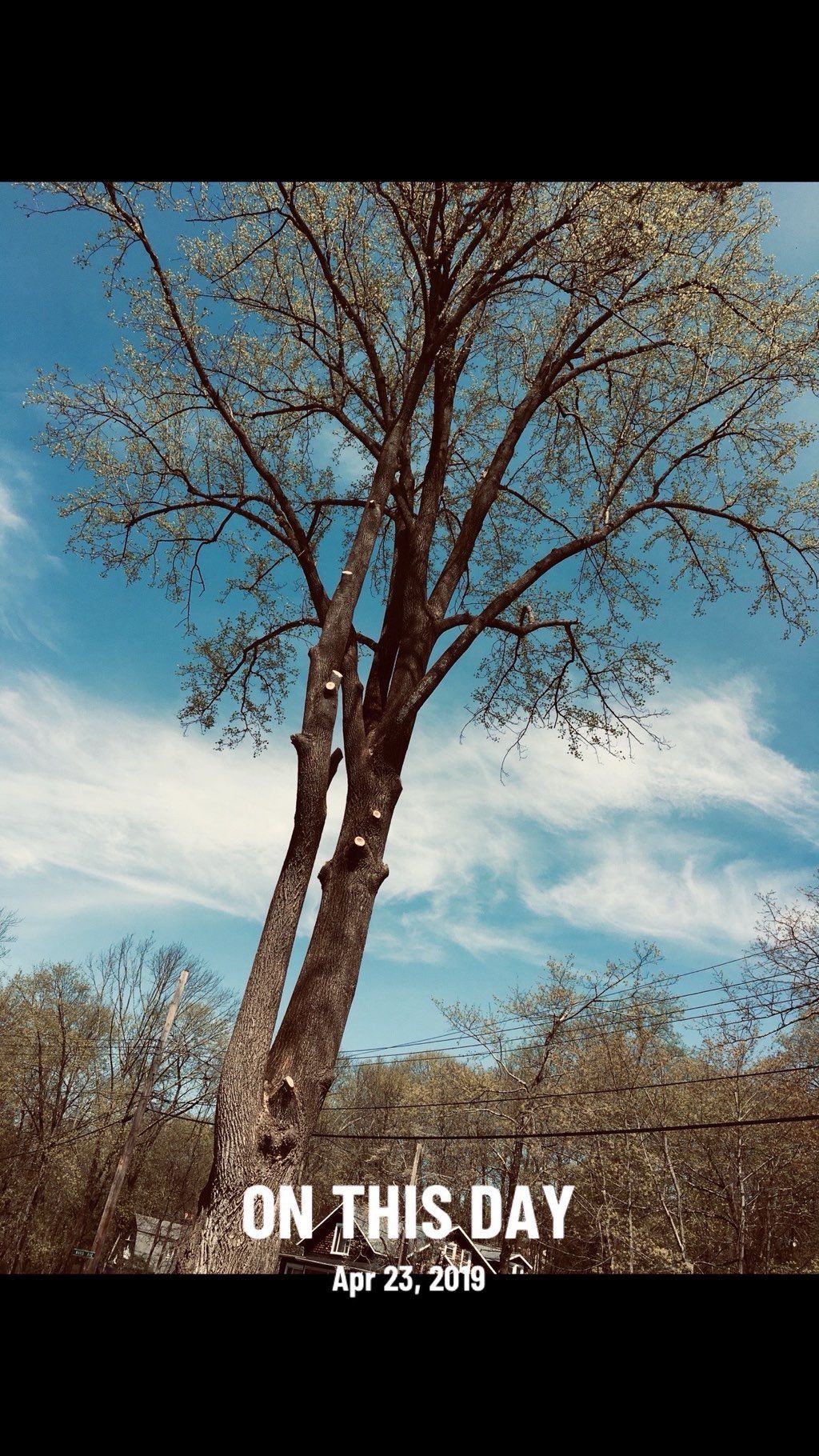 GUAYO’S  TREE  SERVICE &