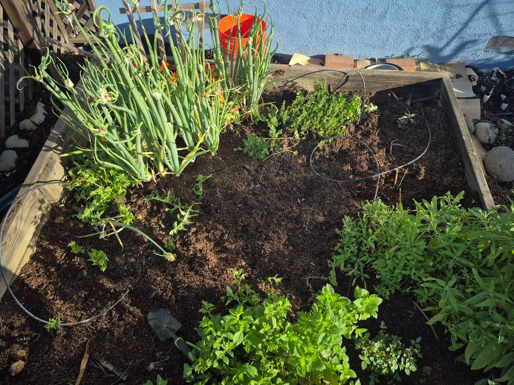 after cleanup up 2 (dandelions are intentional for