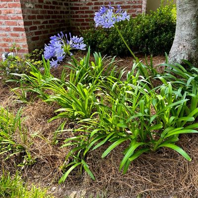 Avatar for All In Lawn Maintenance