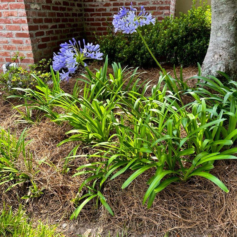 All In Lawn Maintenance