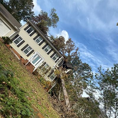 Avatar for Andersito tree service