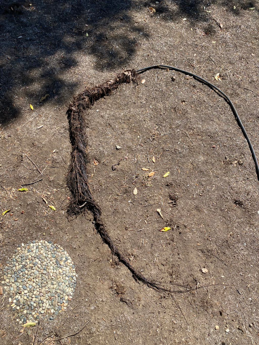 Massive roots in the mainline causing backups  