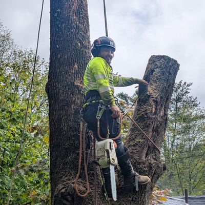 Avatar for Willow Tree Service