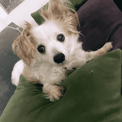 Avatar for Gabriela Vannier - Pet Companion