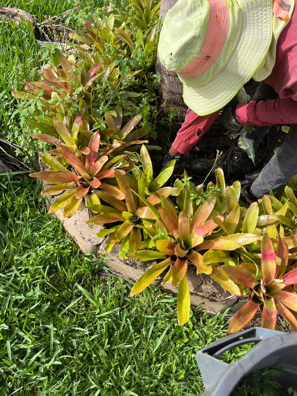 Removal of weeds by hand