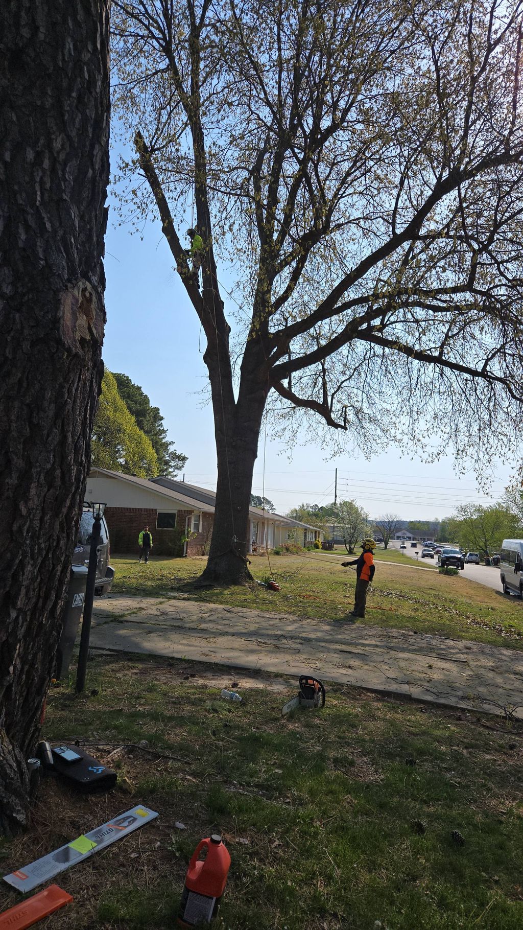 Taking down this Pin Oak tree