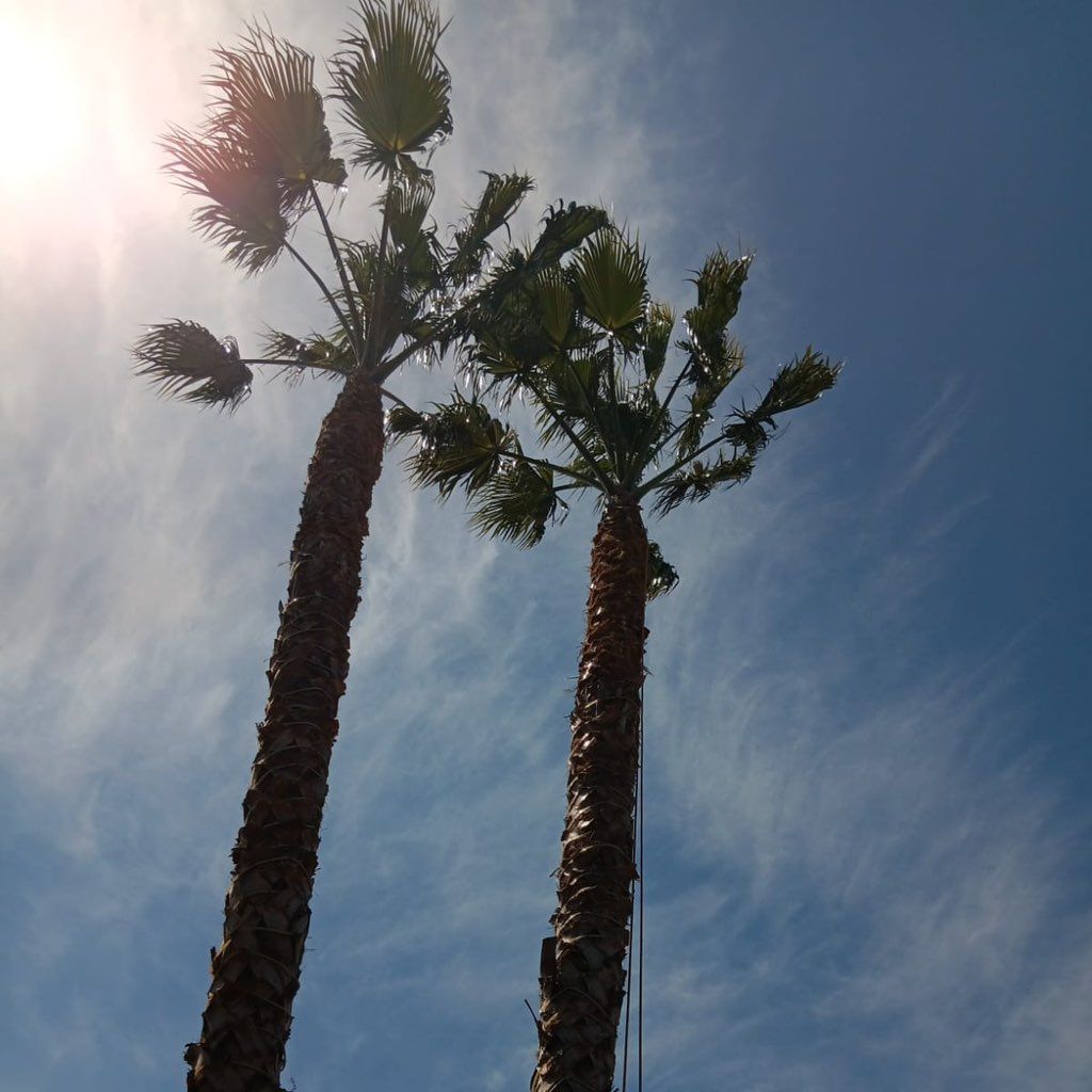 Xio tree service