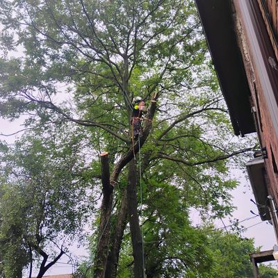 Avatar for Remove trees remove stump tree trimming